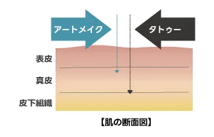 アートメイクとタトゥーで色素を入れる皮膚の深さの違いを示した肌の断面図